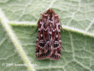true lover's knot (Lycophotia porphyrea) Kenneth Noble